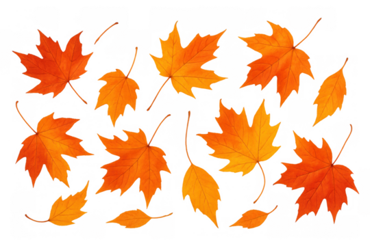 Falling autumn maple leaves with vibrant seasonal colors creating a natural design on transparent background