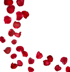Fototapeta premium Red rose petals flying in air on white background