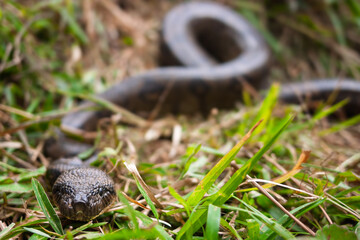 Madagascar tree boa (Sanzinia madagascariensis) crawling through the grass.