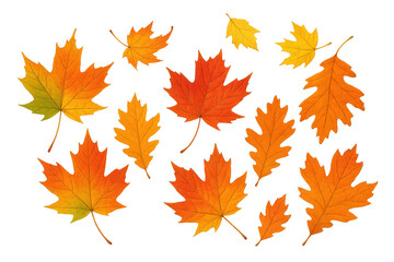 Fototapeta premium Autumn leaves falling, maple and oak foliage creating a vibrant seasonal background, transparent