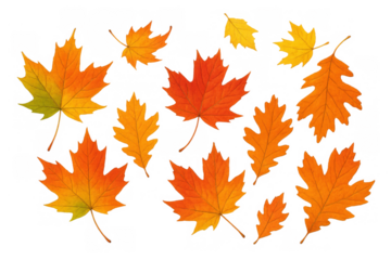 Autumn leaves falling, maple and oak foliage creating a vibrant seasonal background, transparent