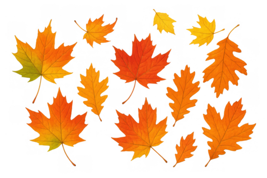 Autumn leaves falling, maple and oak foliage creating a vibrant seasonal background, transparent - Powered by Adobe