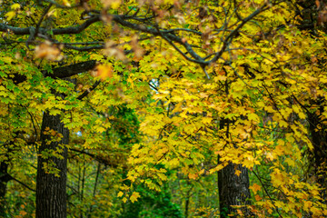 Beautiful mosaic of autumn yellow, orange and green leaves.