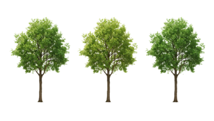 Three Vibrant Green Deciduous Trees Digitally Illustrated with Crisp Details, Isolated on a Clean White Background, Perfect for Architectural Visualization and Landscape Design Projects