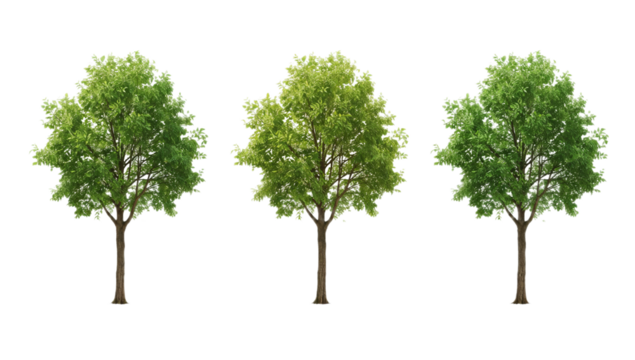 Three Vibrant Green Deciduous Trees Digitally Illustrated with Crisp Details, Isolated on a Clean White Background, Perfect for Architectural Visualization and Landscape Design Projects
