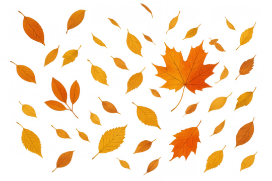 Autumn leaves falling, maple foliage and various seasonal tree leaves creating a vibrant pattern on transparent background