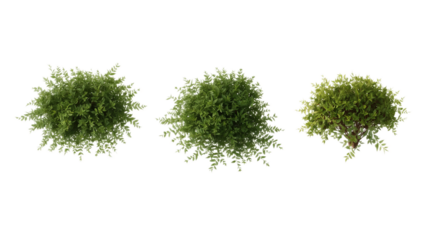 Three lush green bushes displayed from a top-down perspective against a clean white background, perfect for landscaping or architectural visualization projects