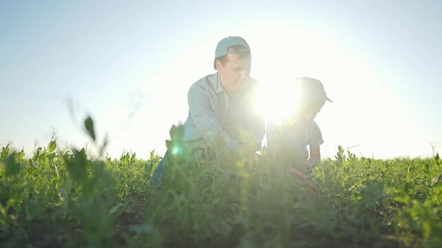 Father and son explore nature field. Father teaching boy examine green leaves. Child learns watching father hands. Outdoor teaching grows father son bond. Field brings joy learning nature together.