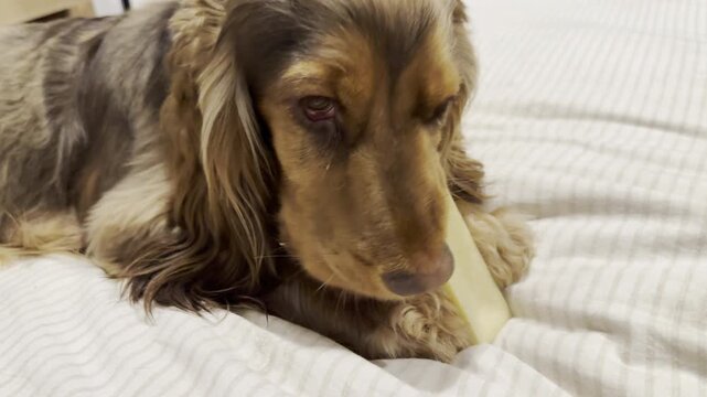 Closeup of a young, brown fur, cocker spaniel pet dog, lying on a bed and gnawing on a hard, natural, long-lasting yak chew.