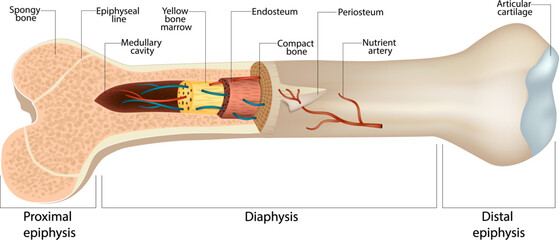 A detailed medical illustration showing the internal structure of a human long bone in cross-section. The diagram highlights the proximal epiphysis, diaphysis, distal epiphysis. Long Bone Structure 