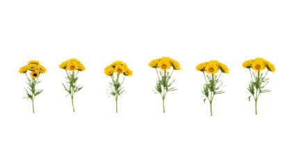 A row of vibrant yellow Tansy flowers with delicate green foliage, showcasing their natural beauty in a symmetrical display