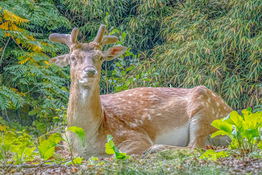 a Fallow deer resting in the flowers