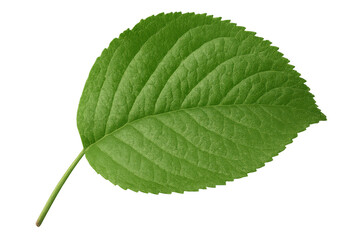 Fototapeta premium Lush green leaf showcasing fresh nature and ecology with detailed venation texture, isolated on transparent background