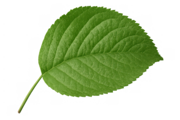 Lush green leaf showcasing fresh nature and ecology with detailed venation texture, isolated on transparent background