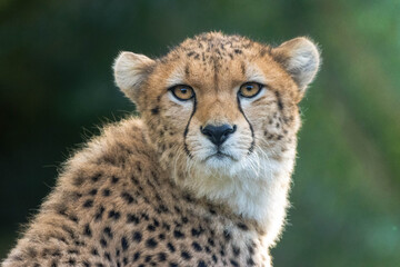 Close up portrait of a cheetah