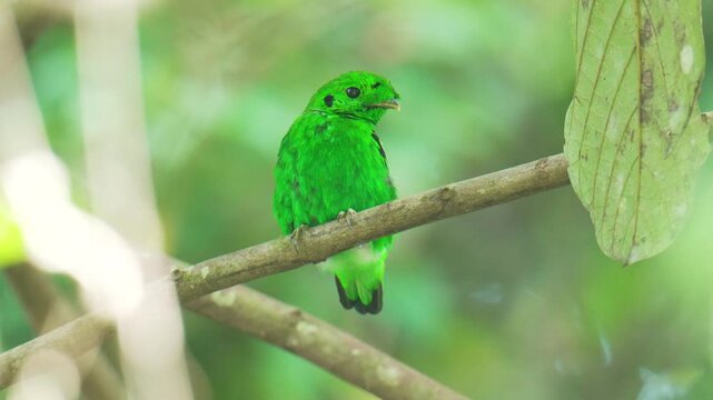 green broadbill (Calyptomena viridis) perch on branch. Bird watching in natural habitats in the forest.