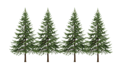 Four realistic digital pine trees, tall and vibrant green, meticulously rendered and isolated on a pristine white background, perfect for nature and forest-themed designs