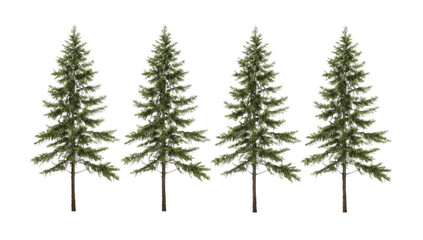 Obraz premium Four realistic evergreen trees, resembling fir or pine, with vibrant green needles and natural trunks, digitally illustrated and isolated on a clean white background