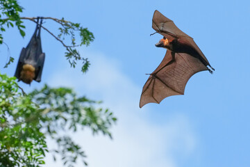 Fototapeta premium The flying fox, a fruit eater, is native to Southeast Asia.