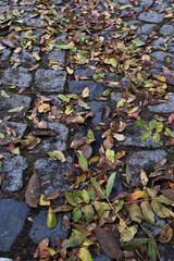 Fallen leaves on the ground in the autumn park, closeup of photo. Fallen autumn leaves on the cobblestone pavement.