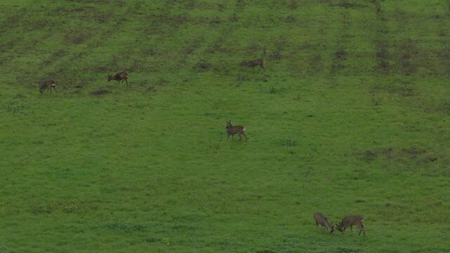 Perspective en Profondeur d'un Champ Vert avec Chevreuils Dispers&eacute;s sur l'Horizon