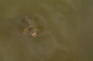 Close-up of a carp fish swimming in murky green water with mouth open.