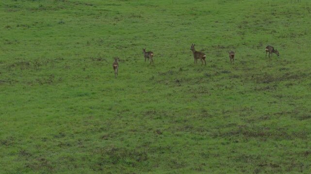 Troupeau de Chevreuils Broutant dans un Vaste Champ Vert Ouvert, Sc&egrave;ne de Faune Sauvage