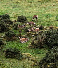 Red deer hinds resting in County Donegal, Ireland