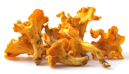 Fototapeta premium Isolated yellow chanterelles on a white background.