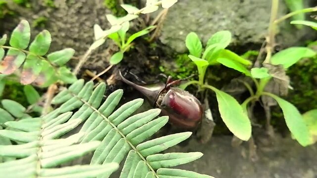 A rhinoceros beetle rests among green plants, its horn visible in a natural outdoor setting
