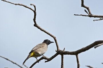 The white-spectacled bulbul (Pycnonotus xanthopygos), single bird on branch, Antalya
