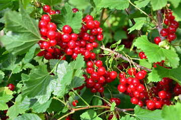 clusters of Red Currants on a Bush in Summer
