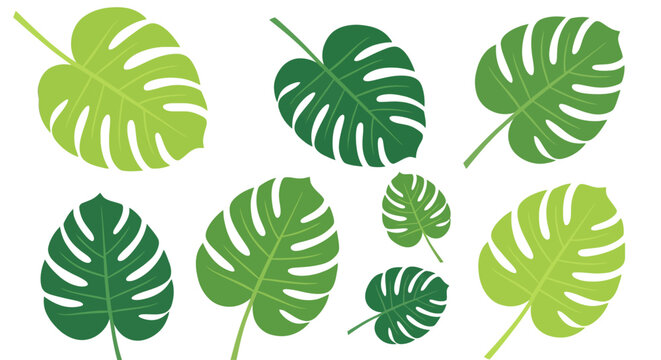 Illustration of various green Monstera leaves in different sizes and orientations on a white background.