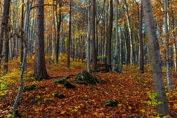 A quiet forest clearing covered in colorful fallen leaves features a rustic picnic table surrounded by tall trees. Bright autumn hues and soft light create a serene seasonal landscape.