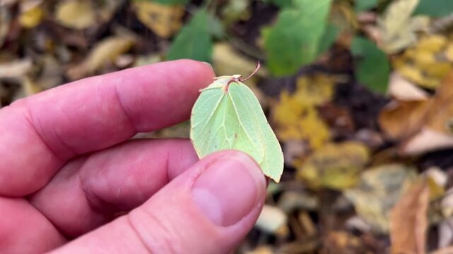The found brimstone butterfly is carefully placed on an oak leaf and it flies away.