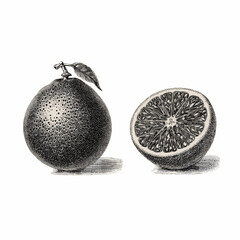 Vintage Grapefruit Illustration with Leaf