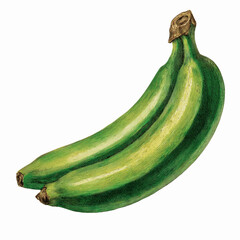 Bunch of Green Unripe Bananas