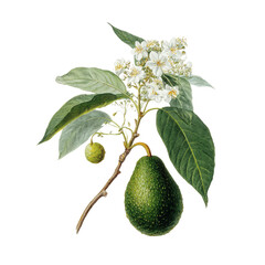 Avocado Branch with Fruit and Flowers