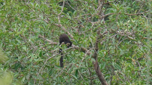 Black giant squirrel ((Ratufinae)) on branch watching in natural habitats in the forest.
