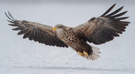 Obraz premium Majestic White Tailed Eagle in Flight Over Snowy White Background