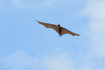 The flying fox, a fruit eater, is native to Southeast Asia.