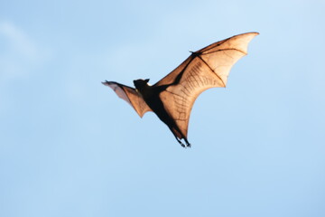 The flying fox, a fruit eater, is native to Southeast Asia.