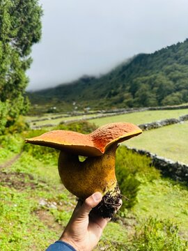 Hand Holding a Large Wild Bolete Mushroom Found During Trekking in the High Altitude Himalayan Landscape, Nepal