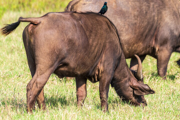 Telephoto of Cape Buffalo -Syncerus caffer- grazing in Lake Nakamuro national park, Kenya. A purple starling -Lamprotornis purpureus- sits on the back of one of them.