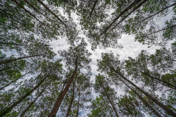Landes forest, Moliets, vibrant heather blooms under towering pine trees. The clear blue sky adds charm to the peaceful forest scene, creating a perfect outdoor retreat.