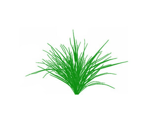 Bright green grass clump isolated on white background, natural botanical foliage tuft, simple organic plant element for garden and landscape design.