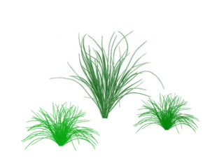 Green grass clumps isolated on white background, natural foliage tufts in simple botanical style, fresh leafy plant elements for landscaping design.