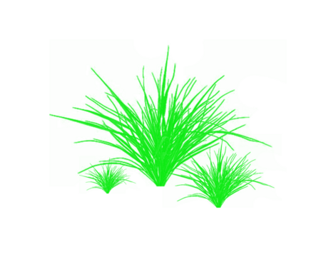 Green grass clumps isolated on white background, natural foliage tufts in simple botanical style, fresh leafy plant elements for landscaping design.