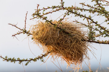 Close-up of a weaver birds nest in an acacia tree in the Samburu national reserve in northern Kenya.