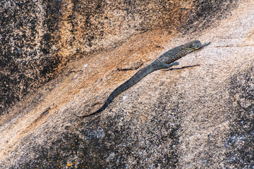 Telephoto of a nile water monitor lizard -Varanus niloticus- sitting on a rock along the shores of lake Victoria, Tanzania